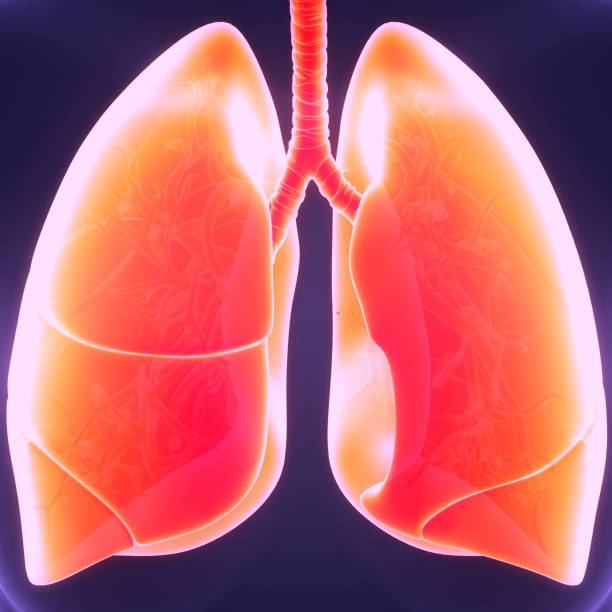 istock Human Respiratory System Lungs Anatomy 1400113532