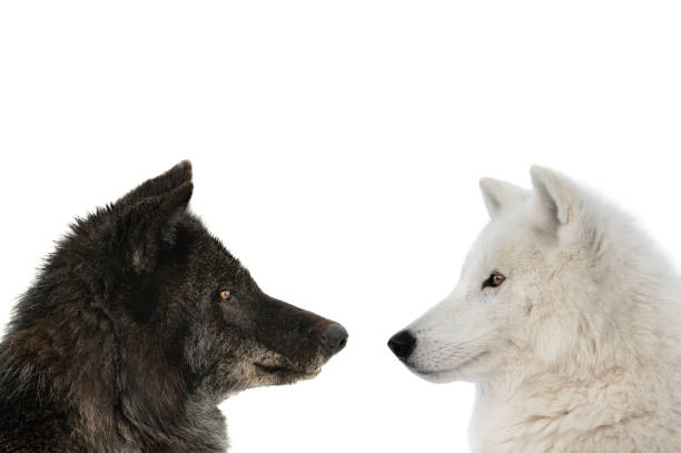 istock canadian wolf and polar wolf isolated on white background 1400113720