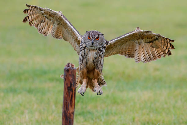 istock An European Eagle Owl flying 1400114426
