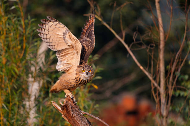istock An European Eagle Owl flying 1400114432