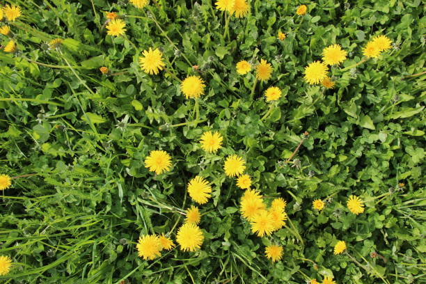 istock Dandelion yellow flowers carpet in meadow 1400114442