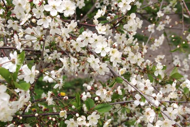 istock Blooming cherry tree with white flowers in garden in spring 1400114475