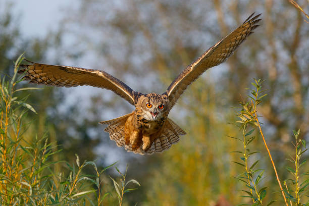 An European Eagle Owl flying An European Eagle Owl (Bubo bubo) flying over the meadows in the Netherlands. eurasian eagle owl stock pictures, royalty-free photos & images