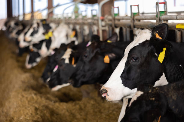 istock Dairy cows peeking through stall fence on livestock farm 1400115002