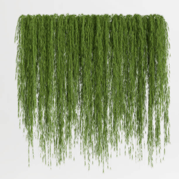 istock 3d illustration ivy isolated on white background 1400115916