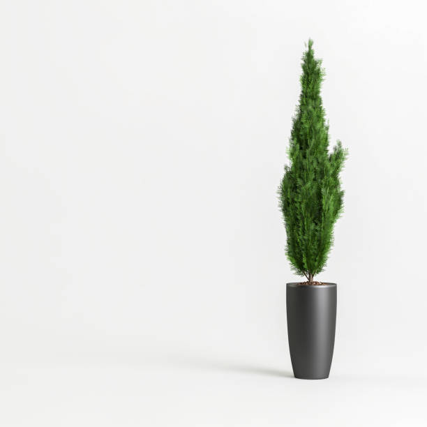 istock 3d illustration cupressus in black potted isolated on white background 1400116281