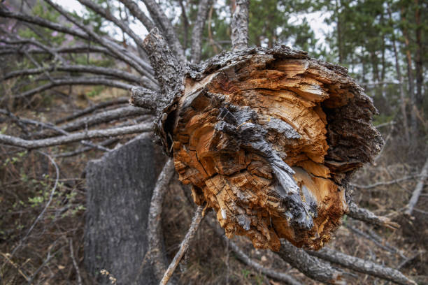 istock A broken old pine tree lies on the ground in a coniferous forest. 1400118522