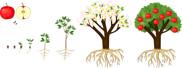 istock Life cycle of apple tree isolated on white background. Plant growing from seed to apple tree with ripe red fruits with root system 1400119933