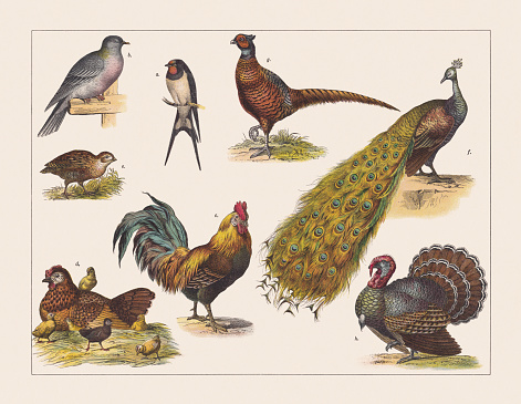 Various birds (Passeriformes, Columbidae, Phasianidae): a) Barn swallow (Hirundo rustica); b) Domestic pigeon (Columba livia domestica); c) Red junglefowl (Gallus gallus, male); d) Red junglefowl (Gallus gallus, female and chicks); e) Grey partridge (Perdix perdix); f) Indian peafowl (Pavo cristatus, male); g) Pheasant (Phasianus colchicus, male); h) Wild turkey (Meleagris gallopavo, male). Chromolithograph, published in 1891.