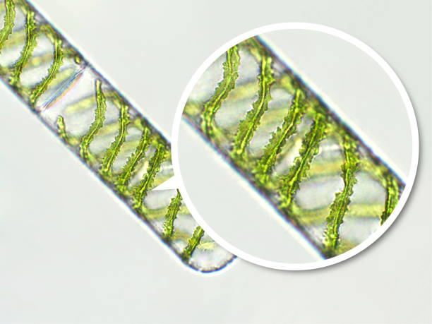 istock Spirogyra sp. green algae under microscopic view x40 - Chlorophyta 1400120180
