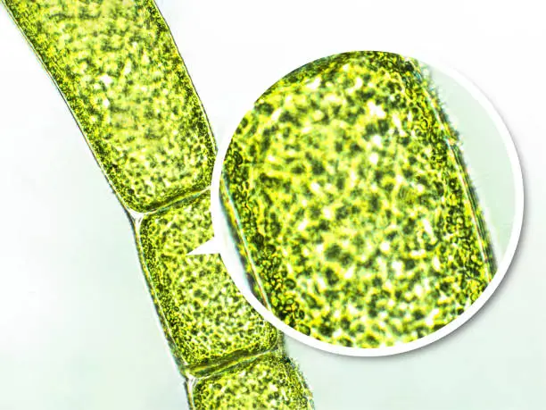 Photo of Cladophora sp. green algae under microscopic view