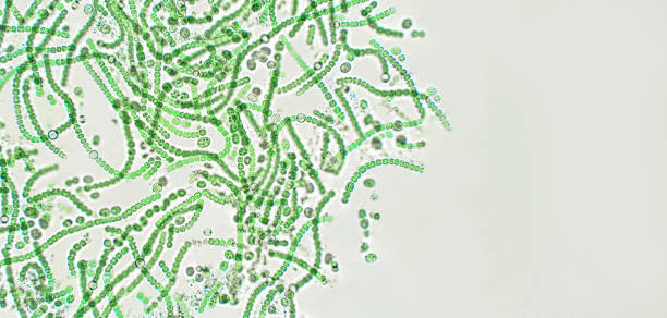 Nostoc sp. blue-green algae under microscopic view, cyanobacteria Nostoc sp. algae under microscopic view, cyanobacteria nostoc stock pictures, royalty-free photos & images