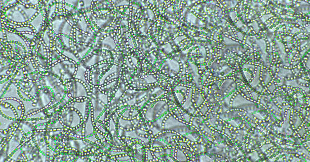 Nostoc sp. blue-green algae under microscopic view, cyanobacteria Nostoc sp. algae under microscopic view, cyanobacteria nostoc stock pictures, royalty-free photos & images