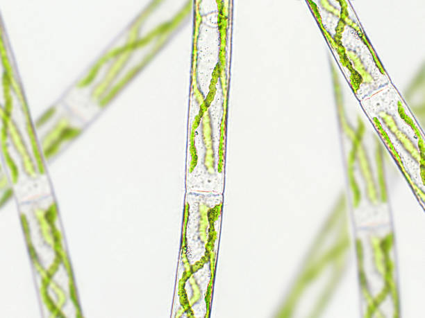 istock Spirogyra sp. green algae under microscopic view x40 - Chlorophyta 1400120436