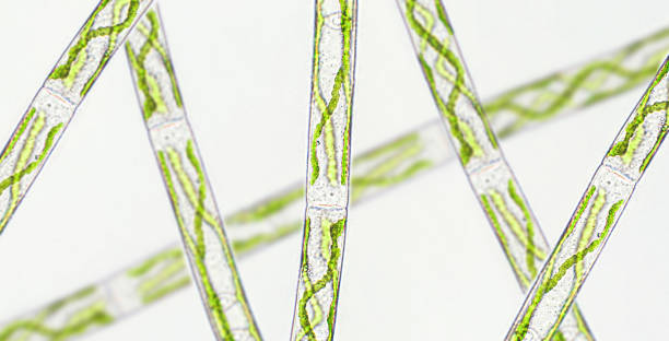 istock Spirogyra sp. green algae under microscopic view x40 - Chlorophyta 1400120499