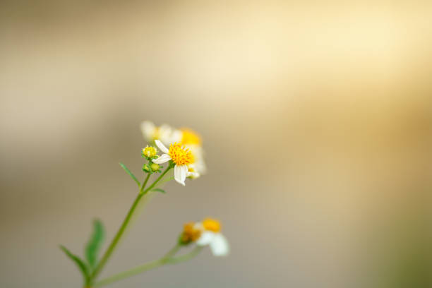 Closeup of grass white with yellow pollen flower under sunlight with copy space using as background natural plants landscape, ecology wallpaper cover page concept.