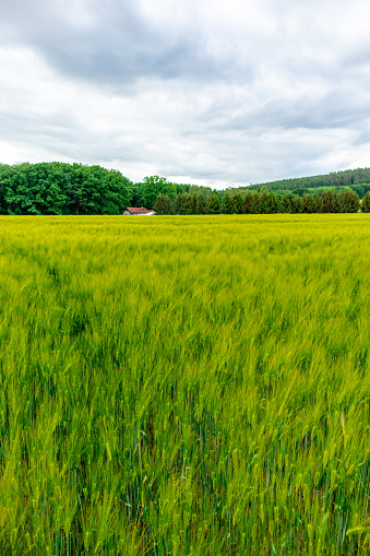 Summer walk through the field landscape near Bad Liebenstein - Thuringia - Germany