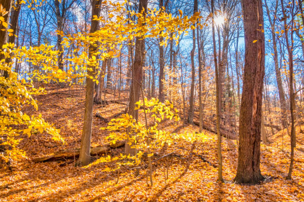 Forest during autumn with tree leaves changing colors in Hamilton, Ontario, Canada