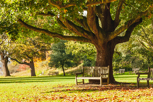 Wooden bench under the tree in the Royal Botanic Gardens, London, UK