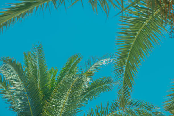 istock Tropical palm tree green branches with marine blue sky copy space. Summer background. Vacation and nature travel adventure concept. 1400122174