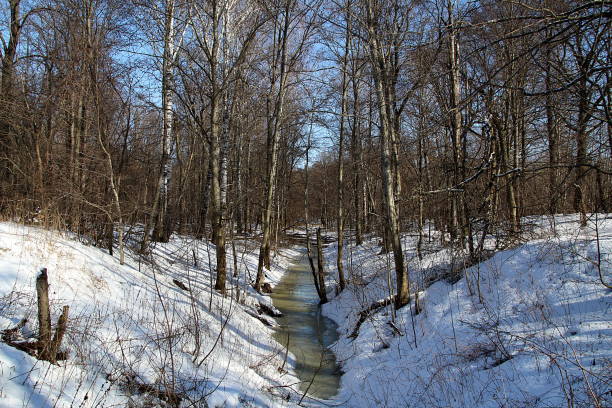 der quellbach fließt durch den wald. - winter stream river snowing stock-fotos und bilder