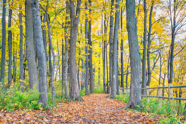 Rural scene of an abandoned footpath covered with fallen leaves.