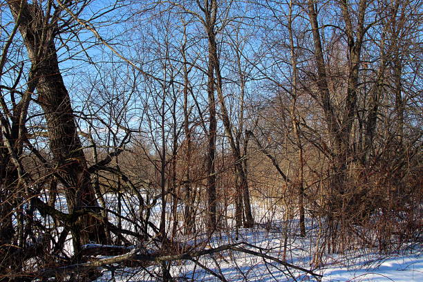 istock Forest in snow in early spring with blue sky. 1400122836