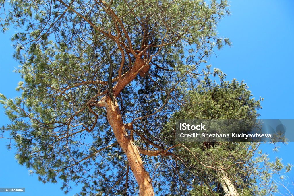 Pine tree trunk .Vibrator from bottom to top Above Stock Photo