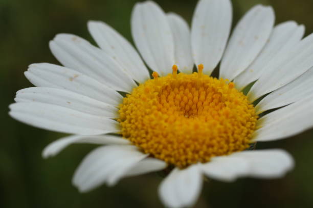 istock Daisy flowers and grass spring macro photo 1400123410