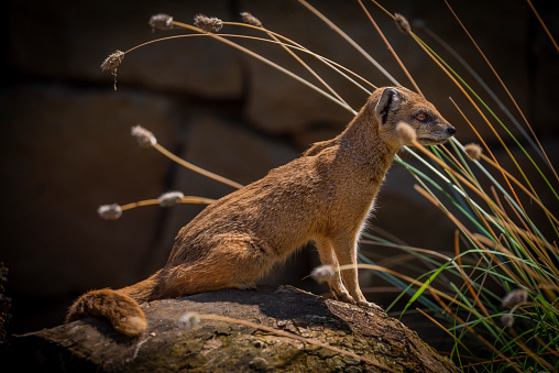 Closeup Suricata suricatta known as meerkat in summer rock area