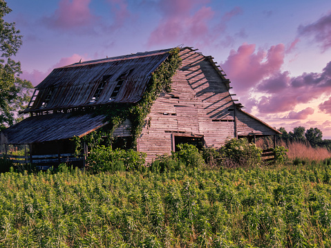 A landscape of an old rural barn in rosy sunset out in the country