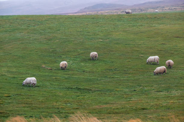 istock Icelandic sheep herd grazes on a mountainside. View during auto trip. This ancient breed is unique to Iceland and directly descended from animals introduced by the Vikings. 1400125713