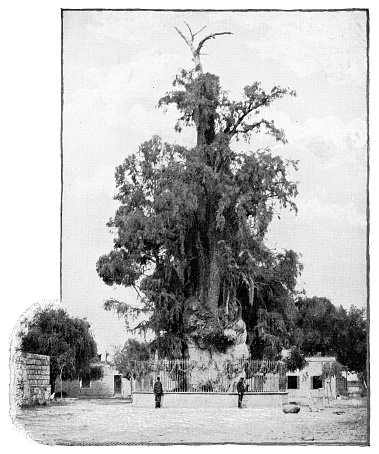 The Tree of the Victorious Night (Árbol de la Noche Victoriosa) or the Tree of the Sad Night (Árbol de la Noche Triste) at Mexico City in Mexico State, Mexico. Vintage halftone etching circa 19th century. The tree is in ruin today and a small portion of its original splendour.