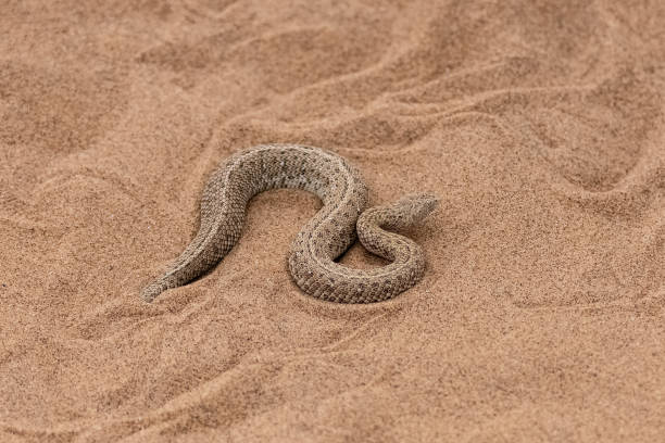 istock Saharan horned viper, snake in the sand 1400126122