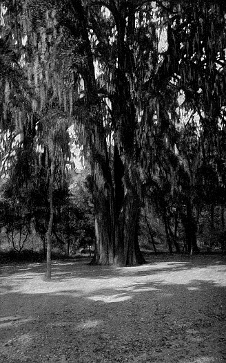 El Sargento alive in Bosque de Chapultepec (Chapultepec Park) at Mexico City in Mexico State, Mexico. Vintage halftone etching circa 19th century. El Sargento died in 1969 and is just a bare stump today.