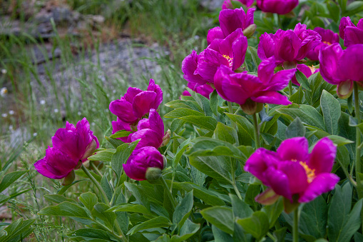 Peony flower growing and blooming in rough conditions on rocks and rocky mountains. Endemic wild mountain fowers in Ida Mountain in Turkish: Kazdagi, meaning Goose Mountain, Turkey
