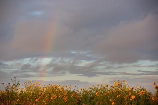 rainbow over the sunflowers after rain at sunrise
