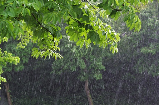 Tree in heavy rainfall