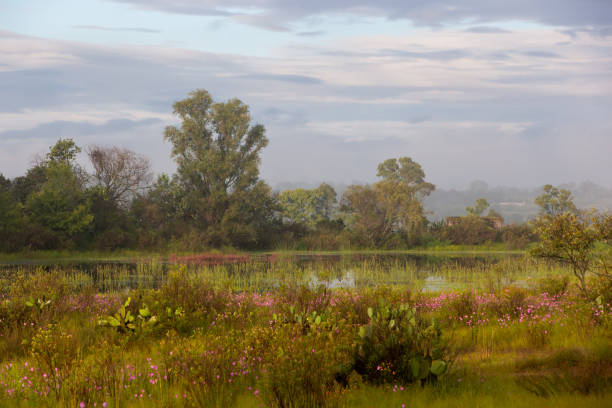 Landscape with trees and clouds Landscape with trees and clouds at morning. lluvia stock pictures, royalty-free photos & images