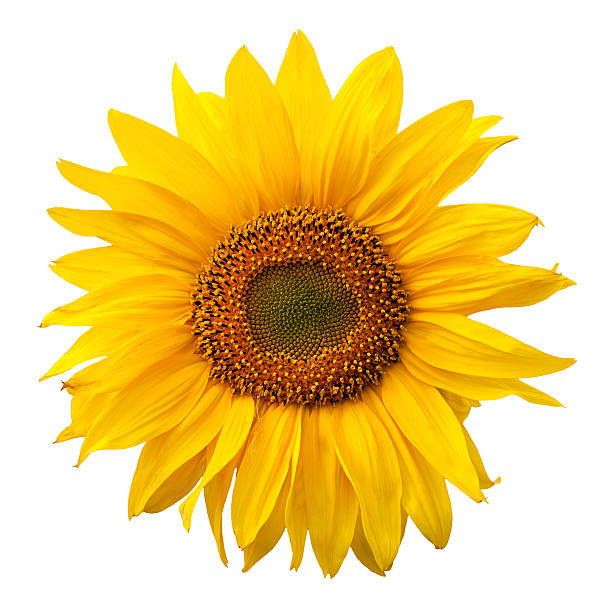 istock Yellow sunflower isolated on white background 140012960
