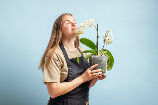 Brunette gardener woman in an apron smelling orchid in pot on blue background.