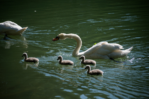Family of Swans swimming in a canal
