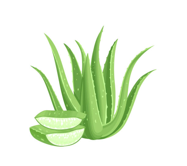 aloe vera isoliert auf weißem hintergrund. heilpflanzen- und blattscheiben. vektorillustration im cartoon-flat-stil. - aloe stock-grafiken, -clipart, -cartoons und -symbole