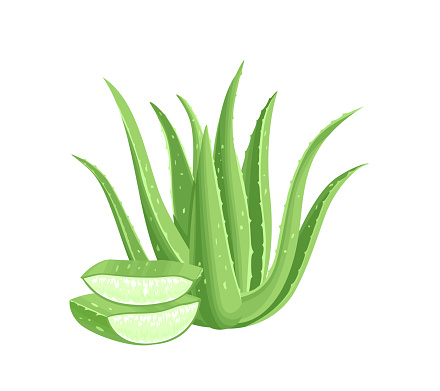 Aloe Vera isolated on white background. Medicinal plant and leaf slices. Vector illustration in cartoon flat style.