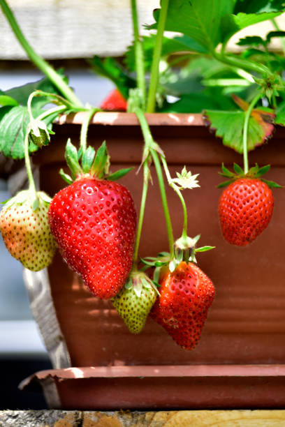 Organic strawberry in the pot