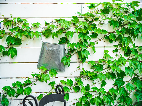 Garden ornaments on wooden wall. Tin can flower pot among green ivy leafs. Exterior of backyard patio of urban home in summer.