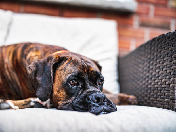 istock Boxer dog posing on the garden deck 1400133958