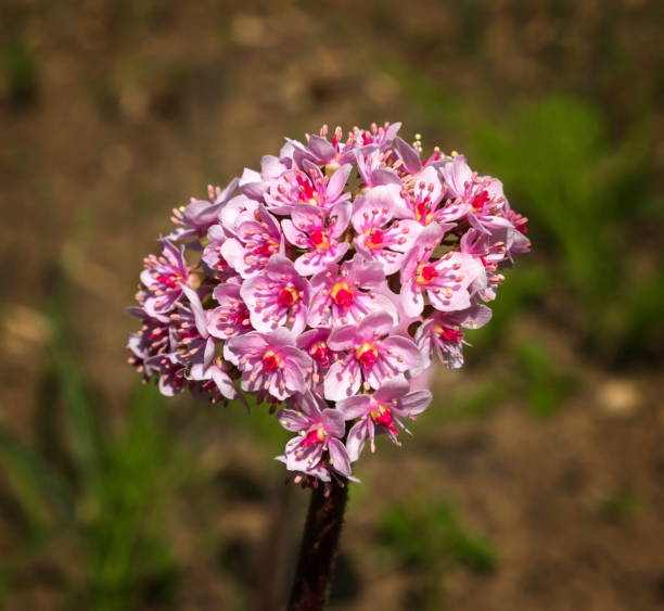 darmera peltata, indian rabarbar lub cibora zmienna - cibora zdjęcia i obrazy z banku zdjęć