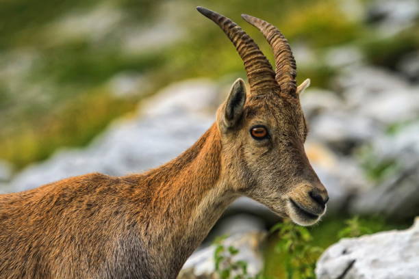 istock Steinbock or Alpine Capra Ibex portrait at Colombiere pass, Fran 1400134621
