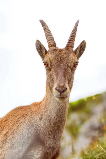 istock Steinbock or Alpine Capra Ibex portrait at Colombiere pass, Fran 1400134736